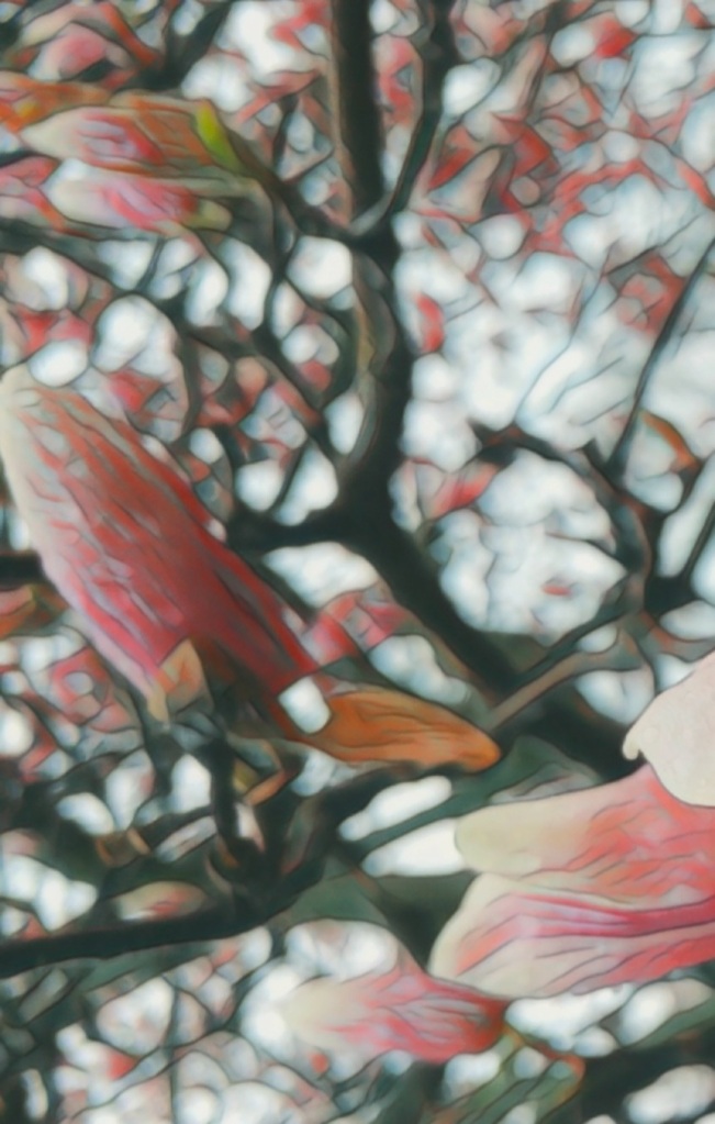 An artfully altered photo of pink and white Magnolia buds...