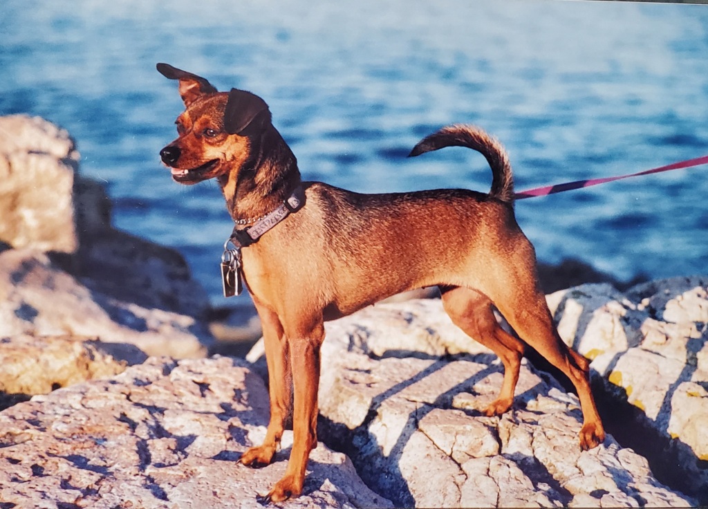 A color photo of our little dog at six months old, on the rocky shores of Maine.